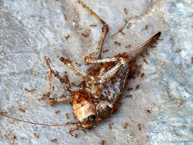 Free Insect Dead Insect photo and picture