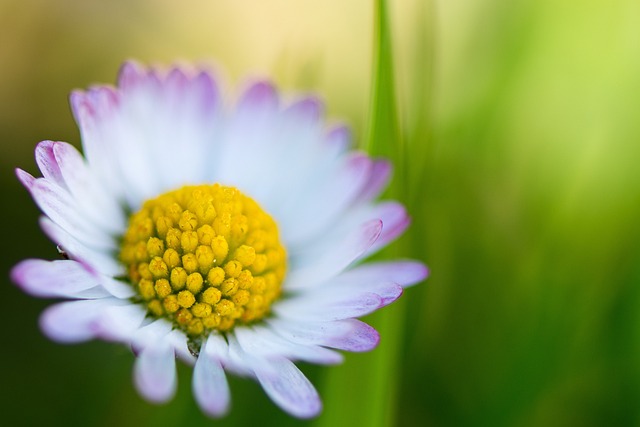 Free Daisy Margaret photo and picture