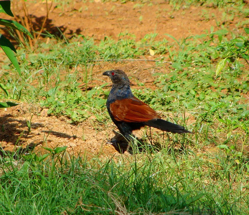 Pheasant Gagak Bubut Besar Burung Foto Gratis Di Pixabay