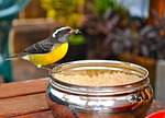 finch at breakfast, nelson's dockyard, antigua