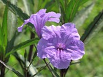 mexican, petunia, flowers