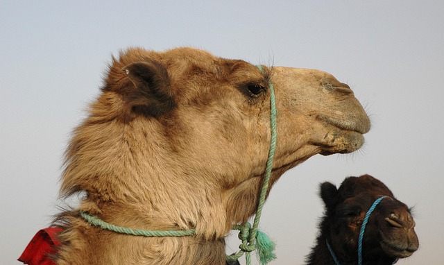 Free Camel Dromedary photo and picture