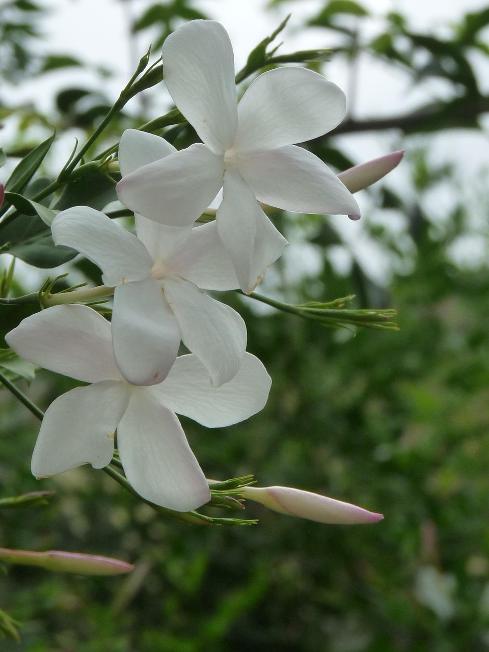 Jasmine Flowers White Free photo on Pixabay Pixabay