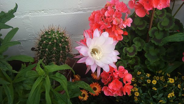 Free Cactus Flower Plant photo and picture