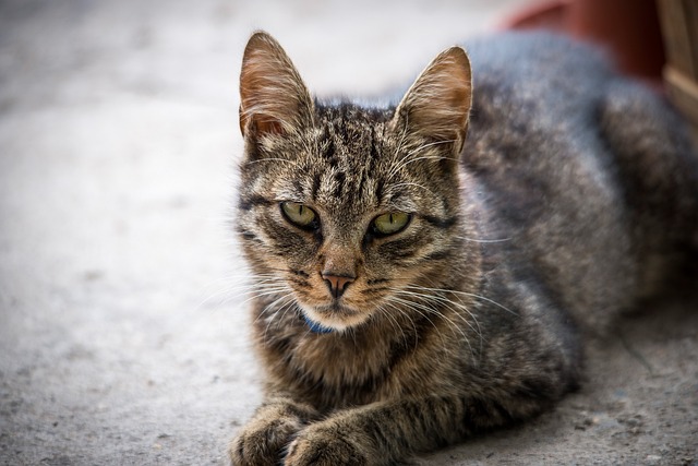 Free Cat Nature photo and picture