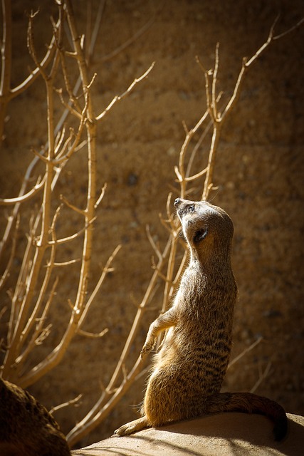 Free Meerkat Africa photo and picture