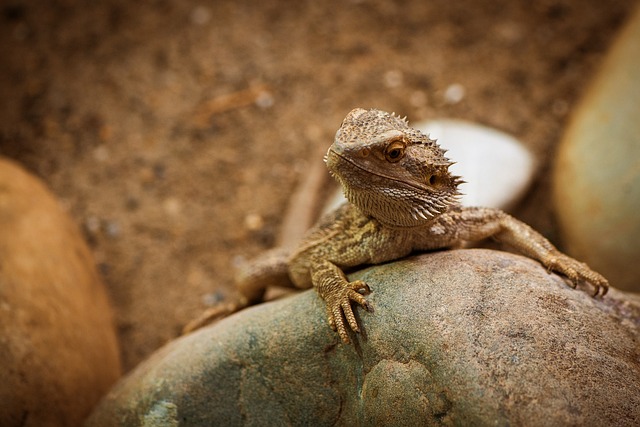 Free Reptile Amphibians photo and picture