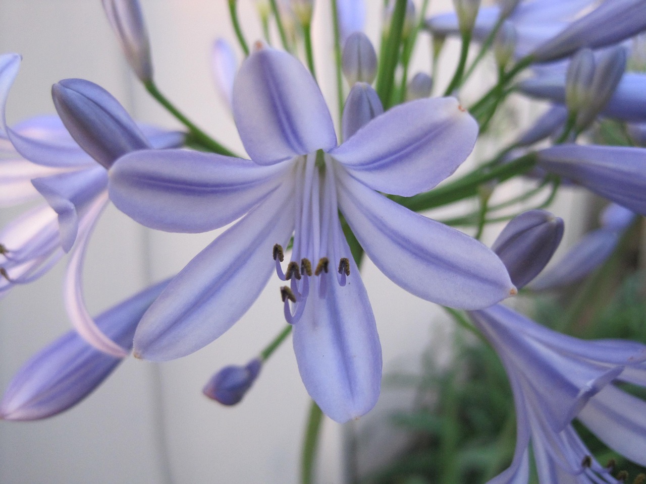 Flor De Agapantos Azul Roxo - Foto gratuita no Pixabay - Pixabay