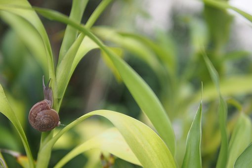 Free Snail Shell photo and picture