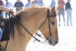 horse, horse head, marsh pony