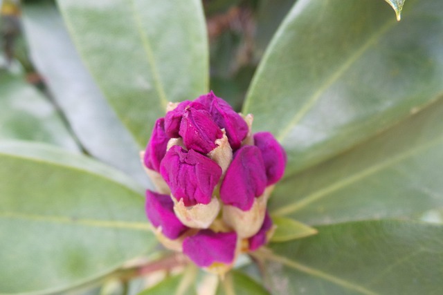 Free Rhododendron Buds photo and picture