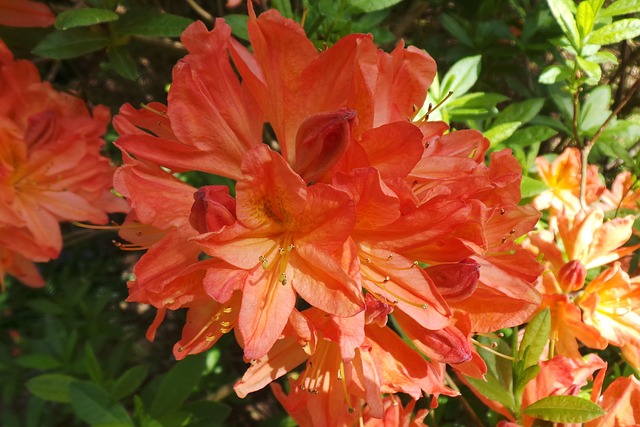 Free Flowers Beautiful Flowers photo and picture