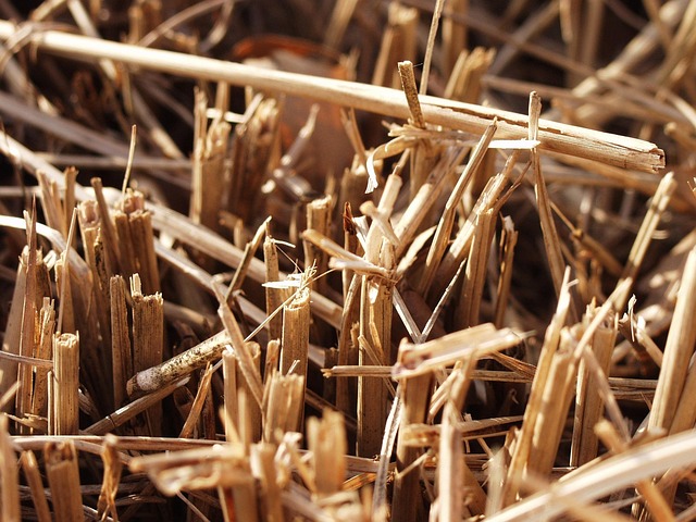 Free Cut Wheat photo and picture
