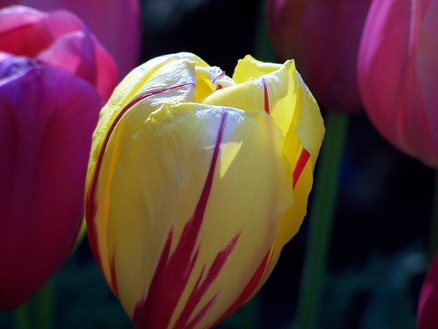 Free Tulip Floral photo and picture