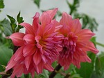 twin flowers, red daisy, floral