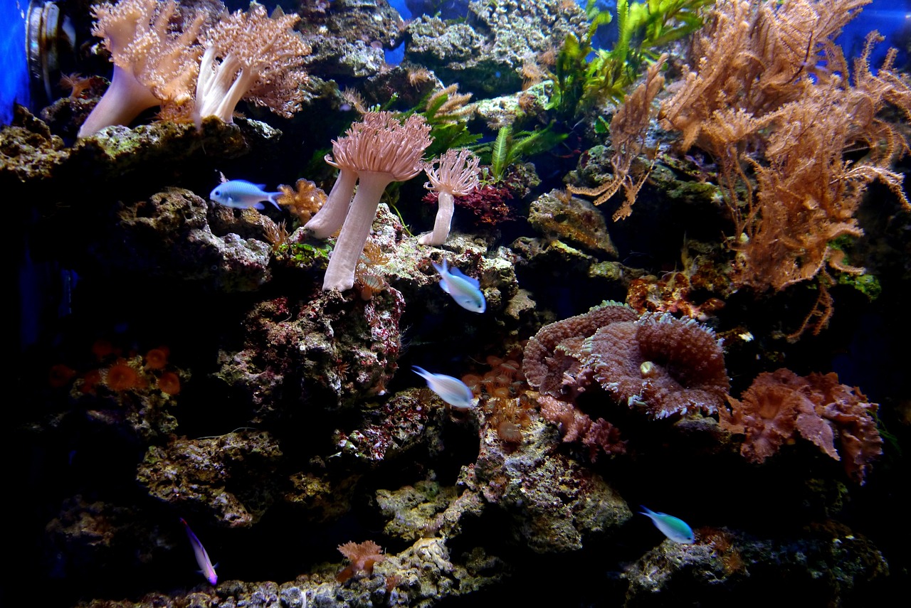 Coral Reef - free online jigsaw puzzle photo