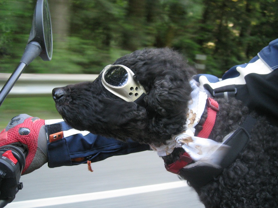 dog motorcycle goggles dog motorcycle goggles
