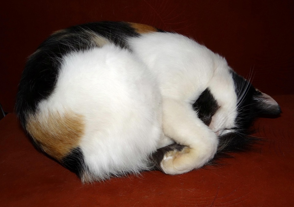 Cat Cute Deep Sleep - Free photo on Pixabay - Pixabay