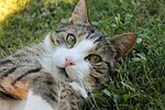 cat, cat's eyes, cat face