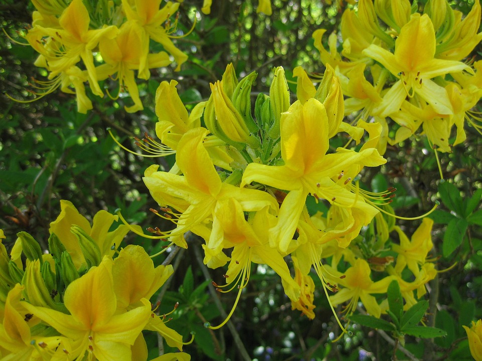 Yellow Honeysuckle Floral Plant Free photo on Pixabay Pixabay