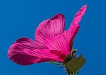 swamp hibiscus, pink, flower