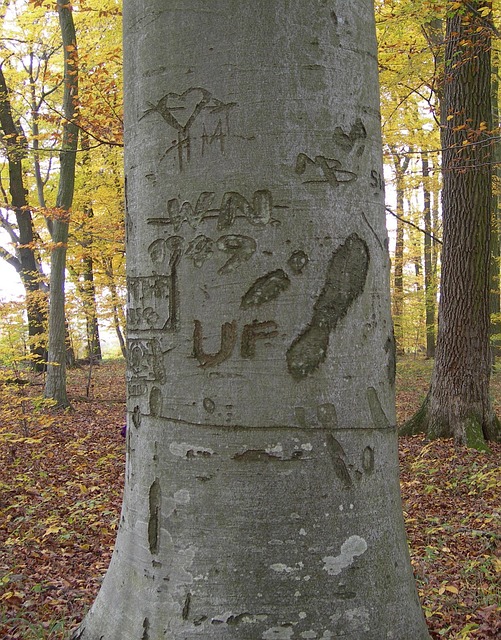 Tronco De Árvore, Floresta, Gravado