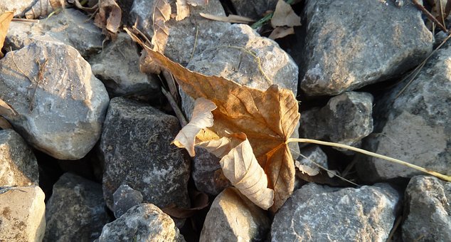 Cair, Folhas De Outono, Natureza