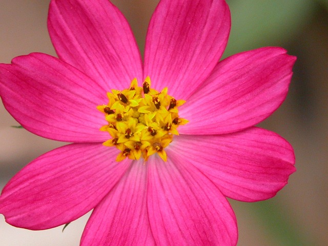 Flor, Fundo Flor