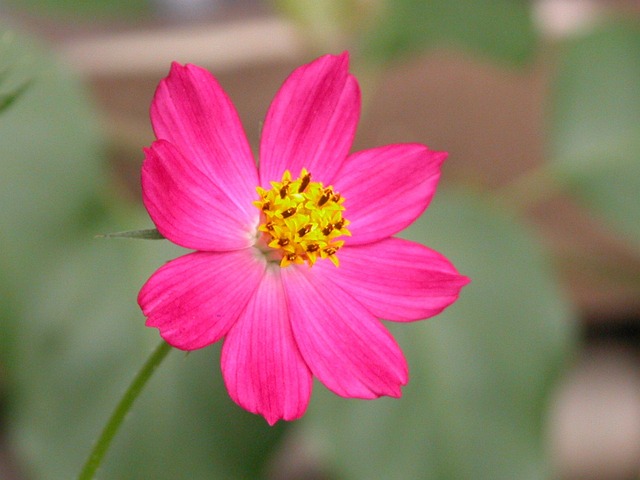 Flor, Fundo Flor, Fuscia