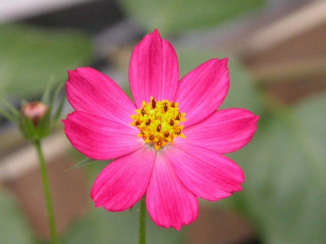 Flor, Papel De Parede De Flores, Fuscia
