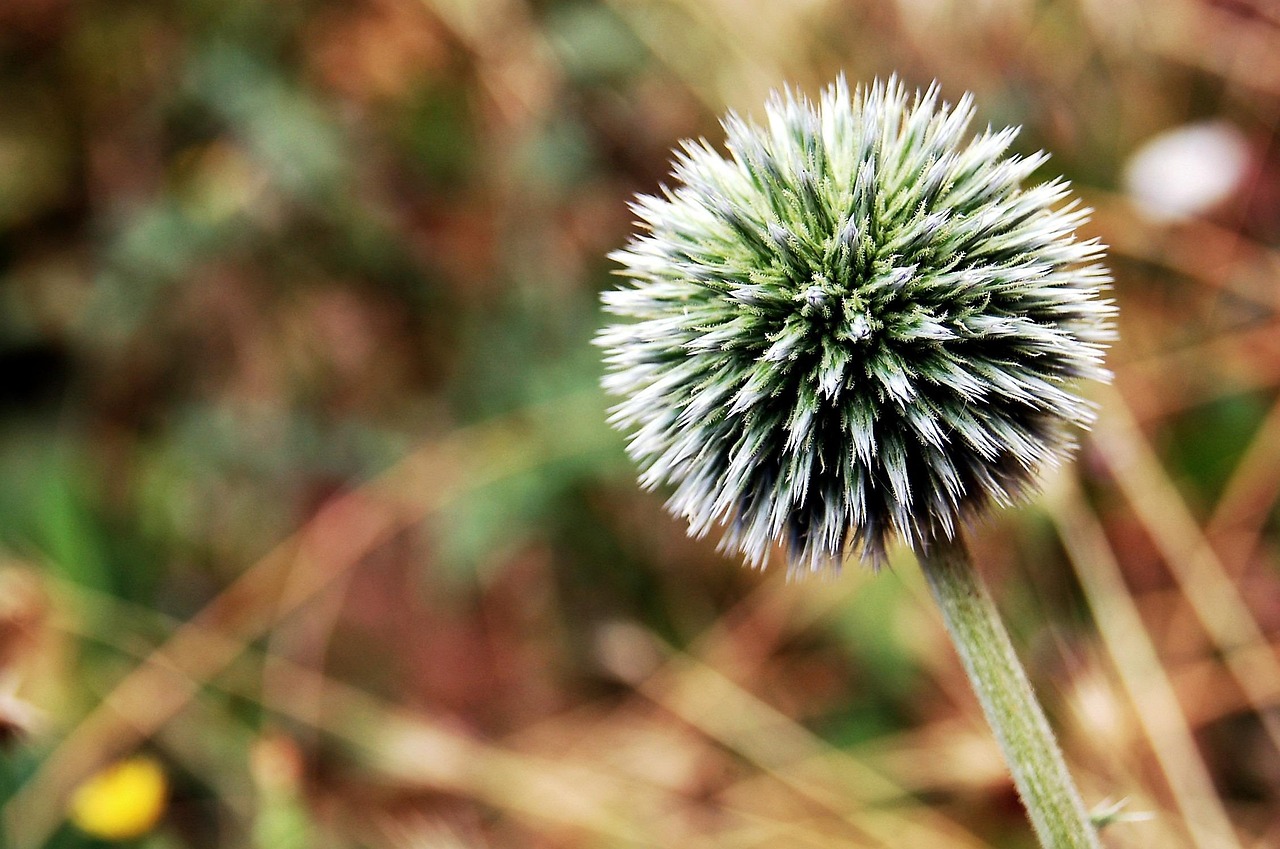 Fleur Nature Macro Fond - Photo gratuite sur Pixabay