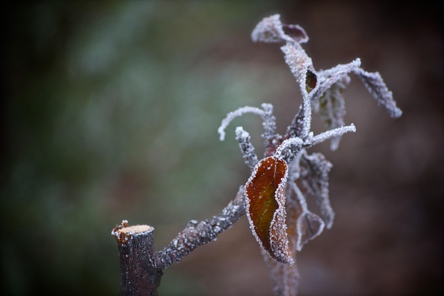 Free Winter Flower Wallpaper photo and picture