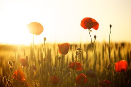 Sunset, Poppy, Backlight, Flowers