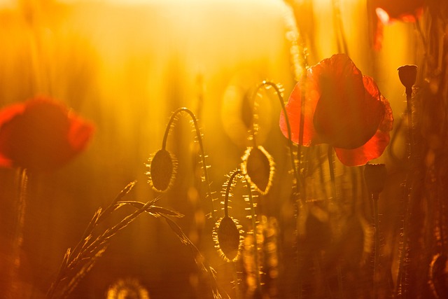 Free Sunset Poppy photo and picture