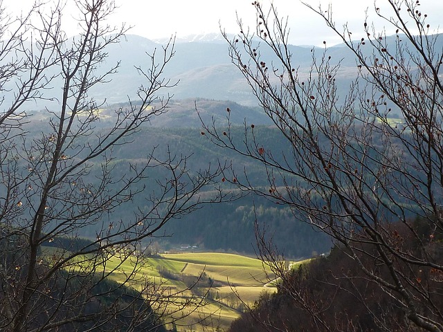 Copac, Natură, Înfundat