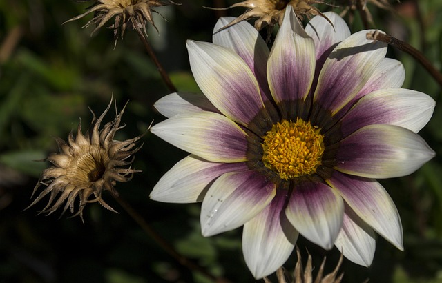 Free Flower White photo and picture