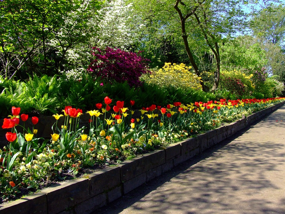 Tulips Tulip Bed North Park - Free photo on Pixabay