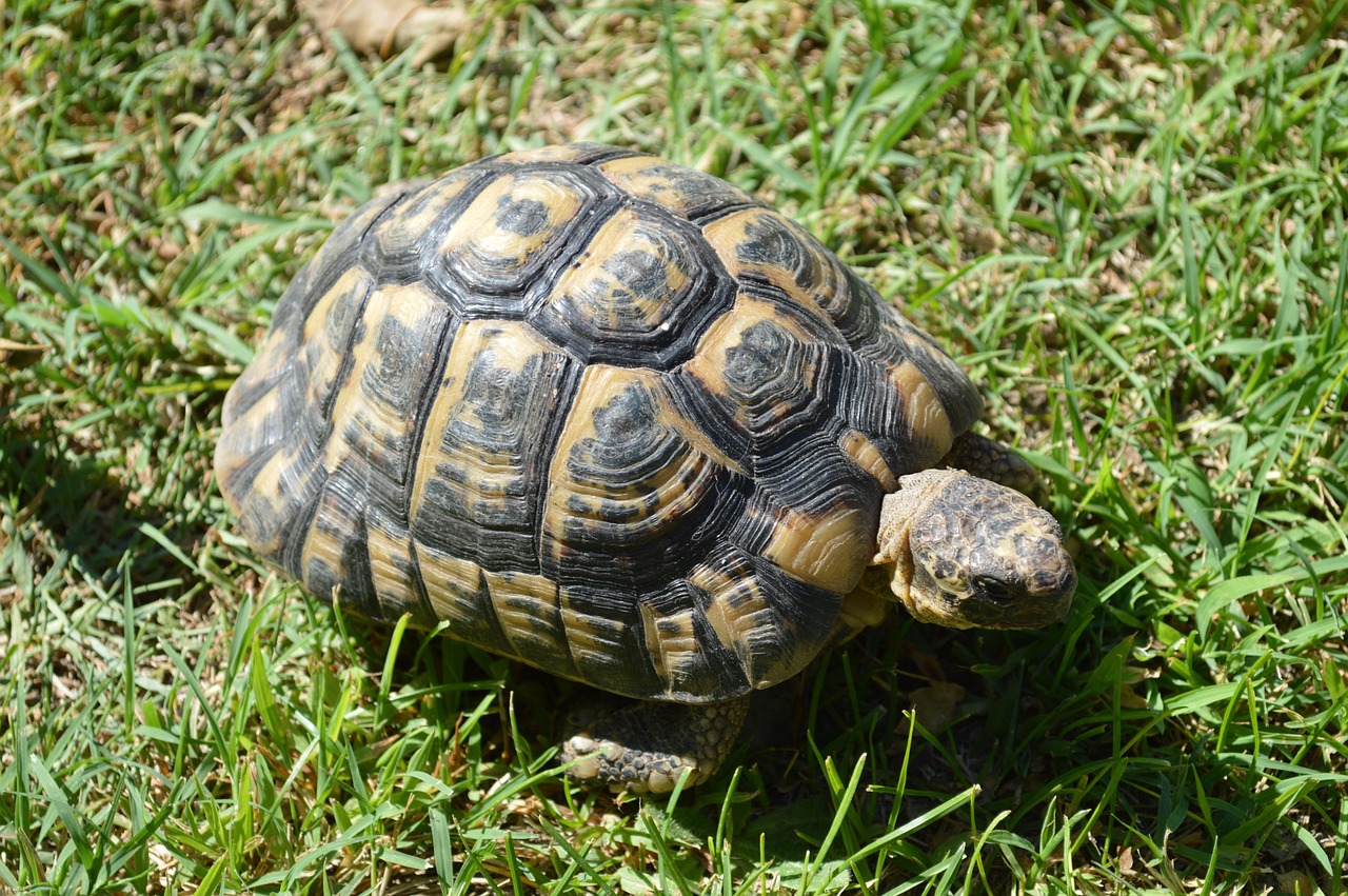 Turtle - free online jigsaw puzzle photo