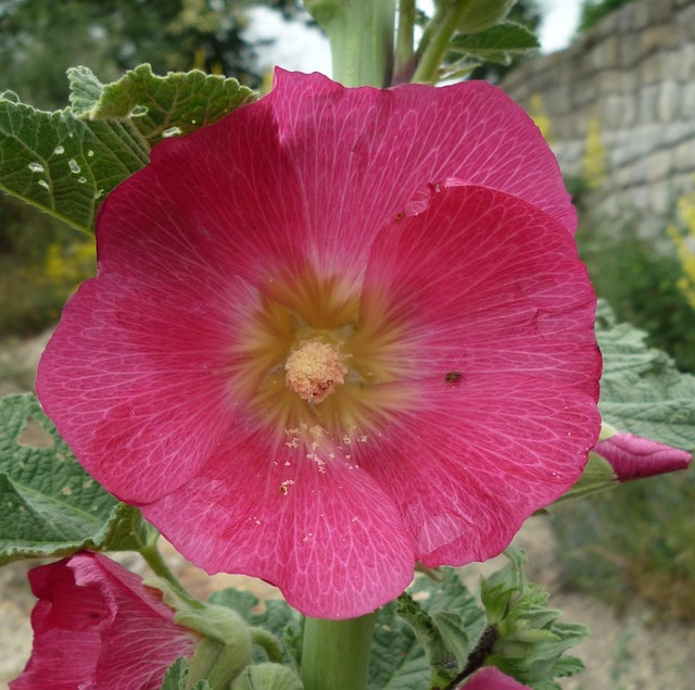Free Flower Plants photo and picture