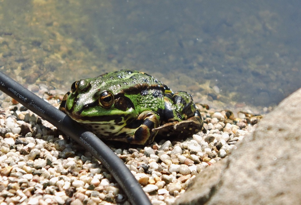 Pad Kikker Vijver Tuin - Gratis foto op Pixabay - Pixabay