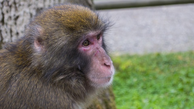 Free Monkey Portrait photo and picture