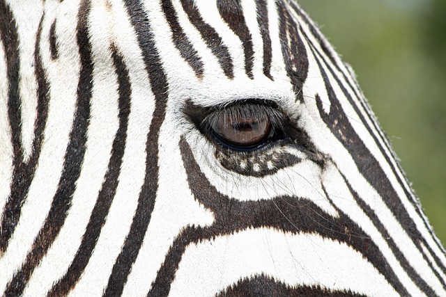 Free Zebra Wild Animal photo and picture