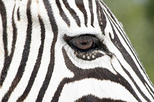 Zebra, Wild Animal, Wildlife, Namibia
