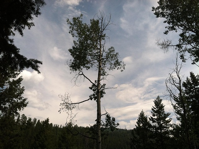 Free Perseverance Trees photo and picture