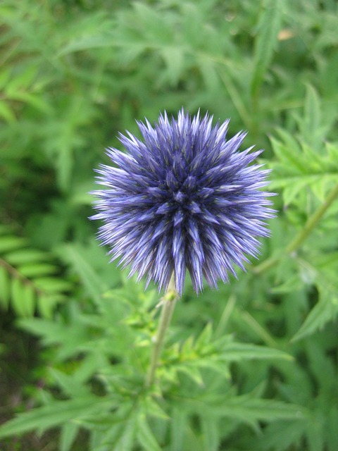 Free Flower Blossom photo and picture