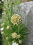 blossom, bloom, ball