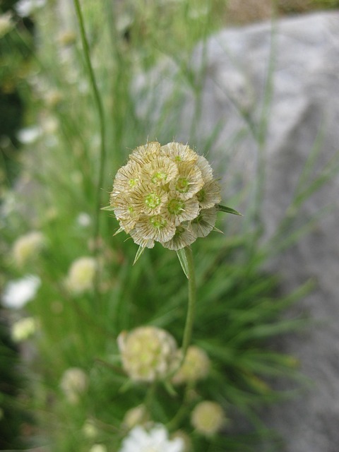 Free Blossom Bloom photo and picture