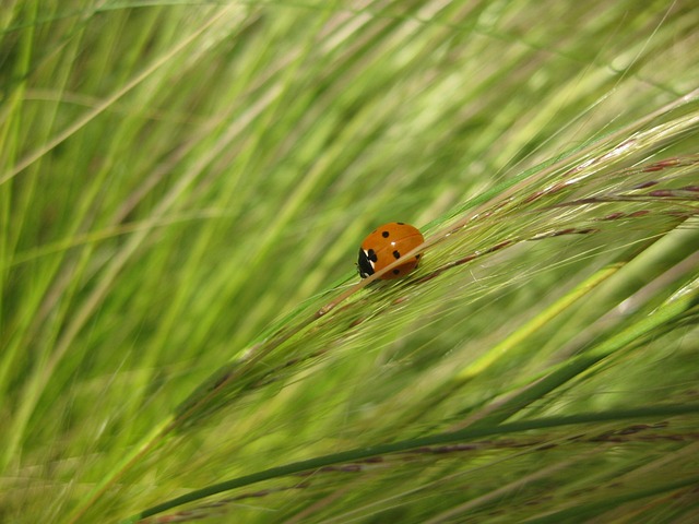 Free Plant Grass photo and picture