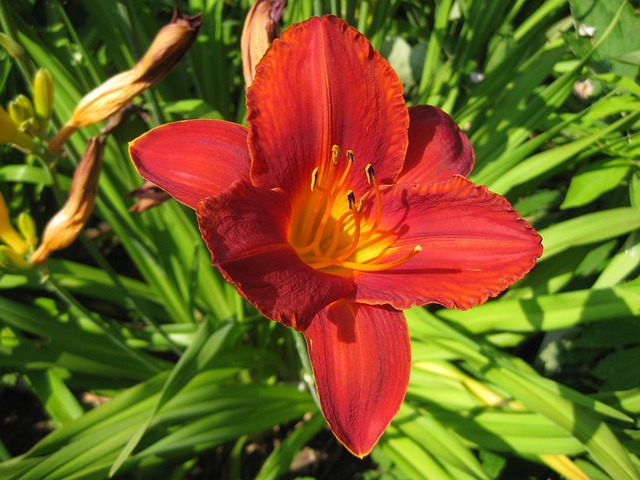 Free Blossom Bloom photo and picture