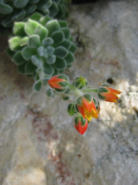 Free Succulent Flower photo and picture